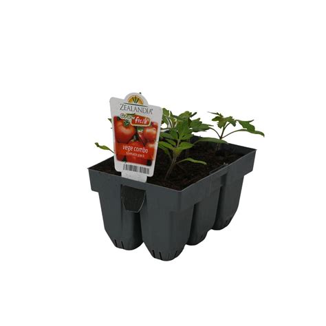 Growfresh Tomato Combo Pack Cell Pack Vege Mitre 10