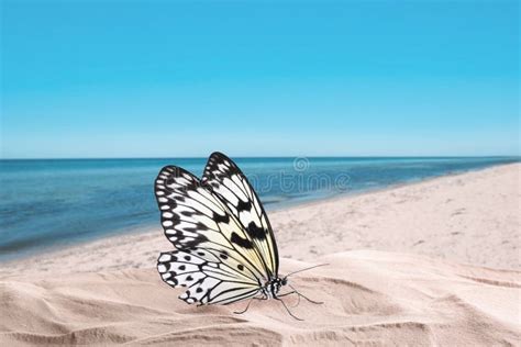 Butterfly On Sandy Beach Near Sea Stock Photo Image Of Elegance