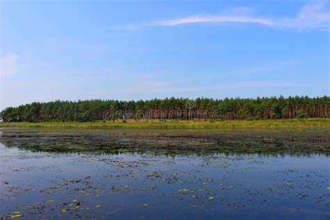 A Quiet Lake On A Background Of Pine Forest Stock Image Image Of