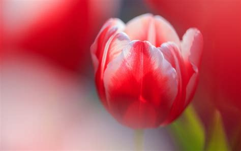 Cute Red Tulip Wallpapers