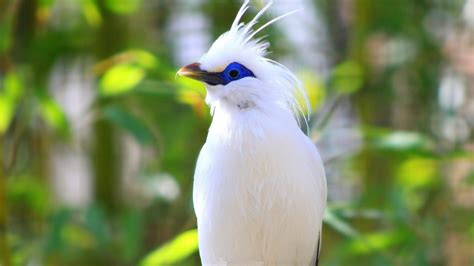 25 Most Beautiful Birds In The World Pictures Beautiful Birds Birds