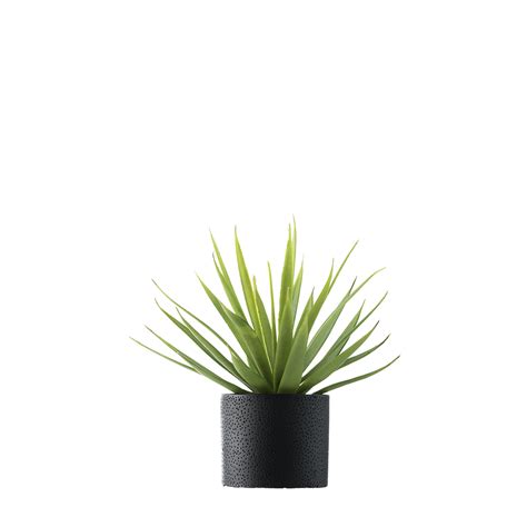 Tall Potted Plant Png Select From Premium Tall Potted Plant Images Of