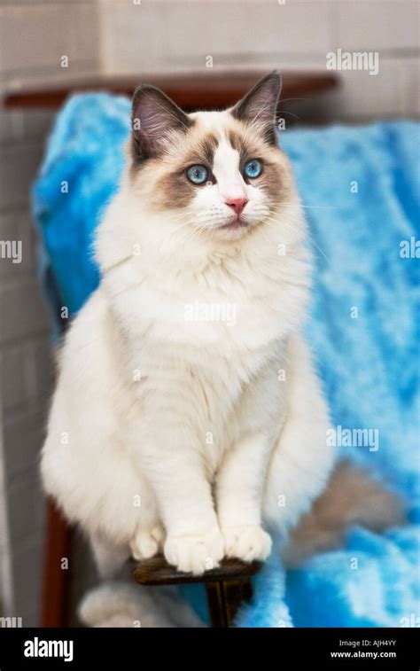 Blue Bicolor Ragdoll Male Kitten Hi Res Stock Photography And Images