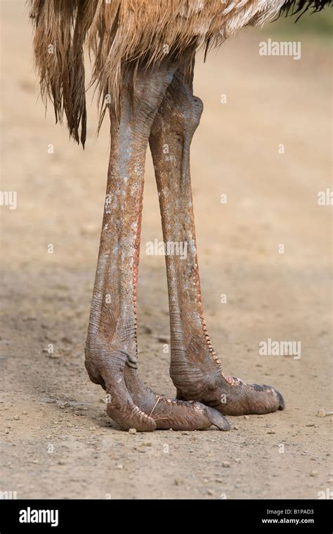 Ostrich Legs Hi Res Stock Photography And Images Alamy
