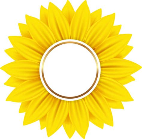 Royalty Free Common Sunflower Clip Art Vector Images And Illustrations