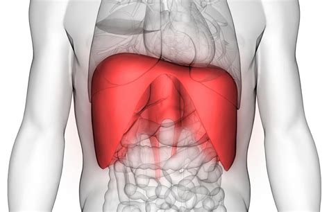 The stomach is a hollow organ that lies between the esophagus (food pipe) and duodenum (small intestine). Diaphragm spasm: Symptoms, causes, and treatment