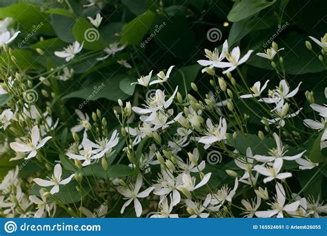 Fragrant White Flowers Of Clematis Flammula Or Clematis Manchurian