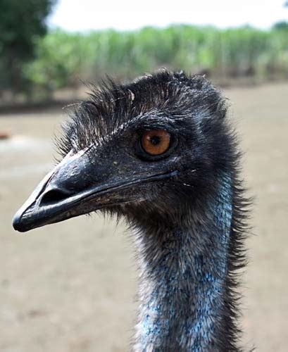 Probably from portuguese ema ((originally) cassowary; Stock Pictures: Emu the bird