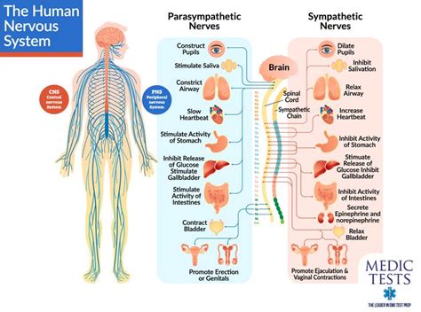 The Nervous System Is The Commandcontrol Center Of The Body Regulating Consciousness Carrying