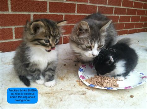 So when sheba offered to let us try a sample of their cat food, we took it without hesitation. Faith and Family ReviewsKeeping Your Cat Healthy - SHEBA ...