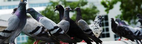 We at control are more well qualified to get job done right you. River City Pest Solutions | Sacramento CA Residential Home ...