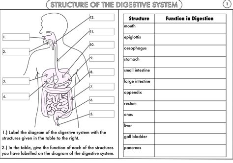 Human Digestive System Diagrams