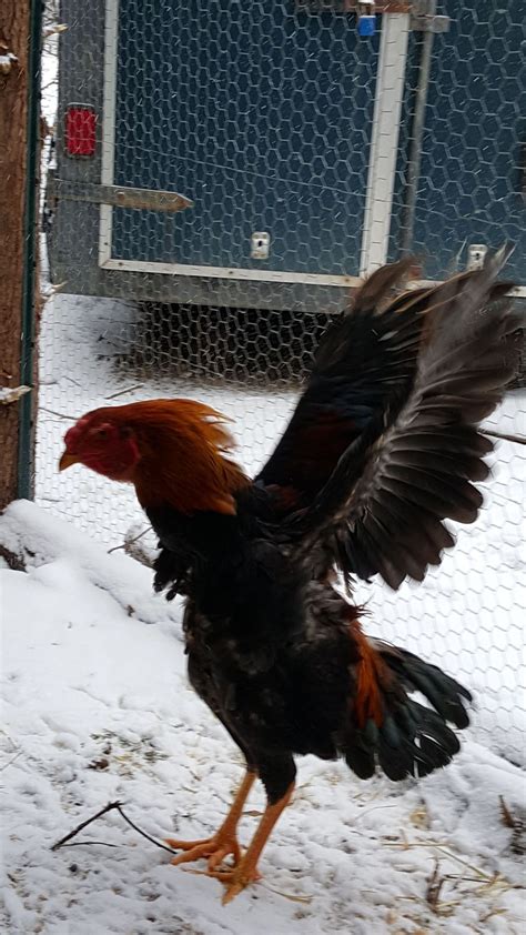 Entries include definitions, examples, and pronunciation. New on here- Looking to buy Malay Chickens | BackYard ...