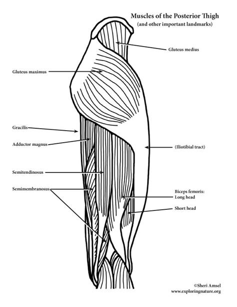 Muscles Of The Hip And Thigh Posterior View Advanced Vrogue Co
