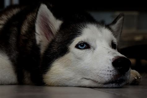 Dog Husky Canine Free Photo On Pixabay
