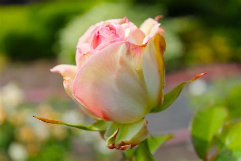 Rosebud Pale Pink Photograph By Cathy Anderson Fine Art America