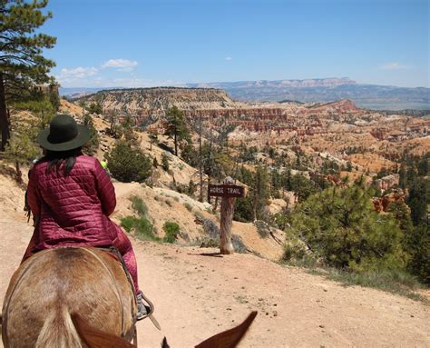 Making Restorations Mule Rides In Bryce Canyon
