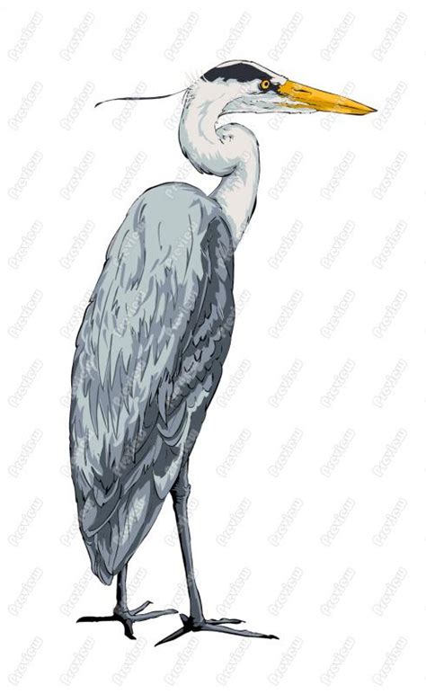 Great Blue Heron Clipart 20 Free Cliparts Download Images On