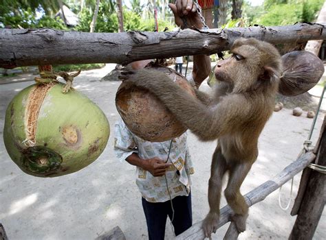 ‘Slave Monkey’ Scandal Forces Thailand to Rethink Coconut Trade - Bloomberg