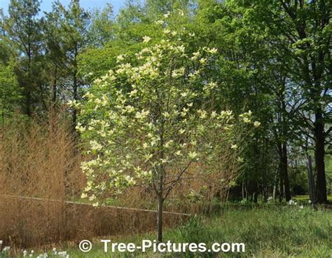 Yellow Elizabeth Magnolia Tree Photo