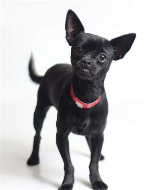 💖💖💖 Black Chihuahua Pets Chihuahua
