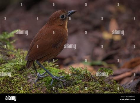 The Rufous Antpitta Grallaria Rufula A Rarely Seen Bird From The