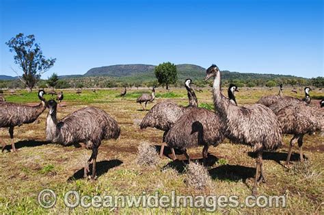 Emu Flock Photo Image