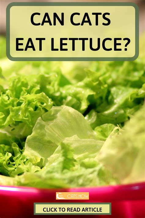 The nutritional benefits of bananas have been well documented and this includes. Can Cats Eat Lettuce (With images) | Eat, Veggie bars ...