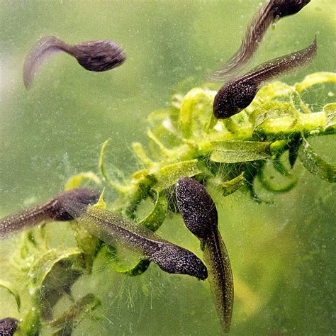 Tadpole Stock Photos Pictures And Royalty Free Images Istock