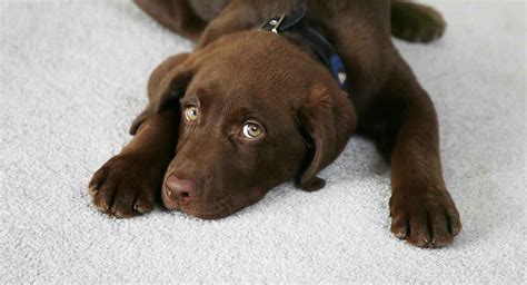 13:30 cesar millan recommended for you. Puppy Worms - Symptoms and How to Get Rid of Worms in Puppies