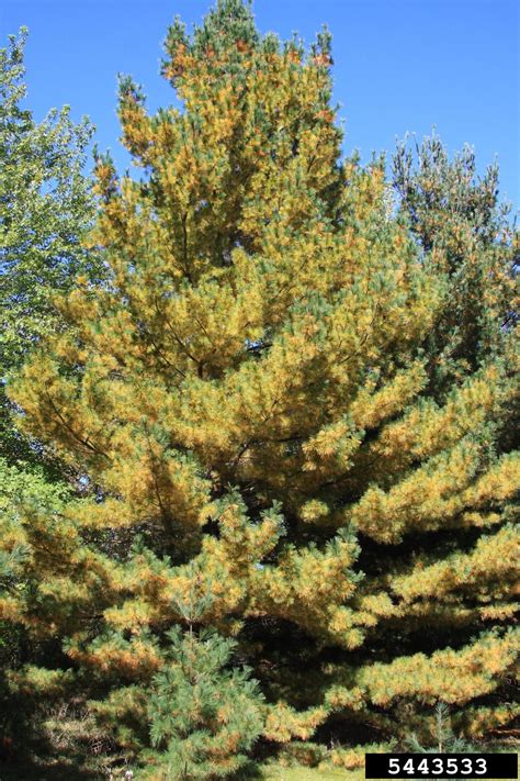 Eastern White Pine Pinus Strobus Pinales Pinaceae 5443533