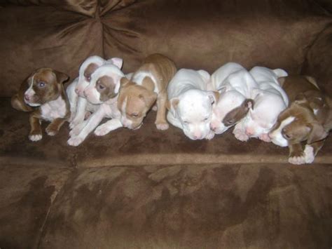 We have blue nose pitbull puppies and red nose pitbull puppies for sale. RED NOSE PITBULL PUPPIES FOR SALE!!! 5WEEKS!! for Sale in Strawberry, Arizona Classified ...