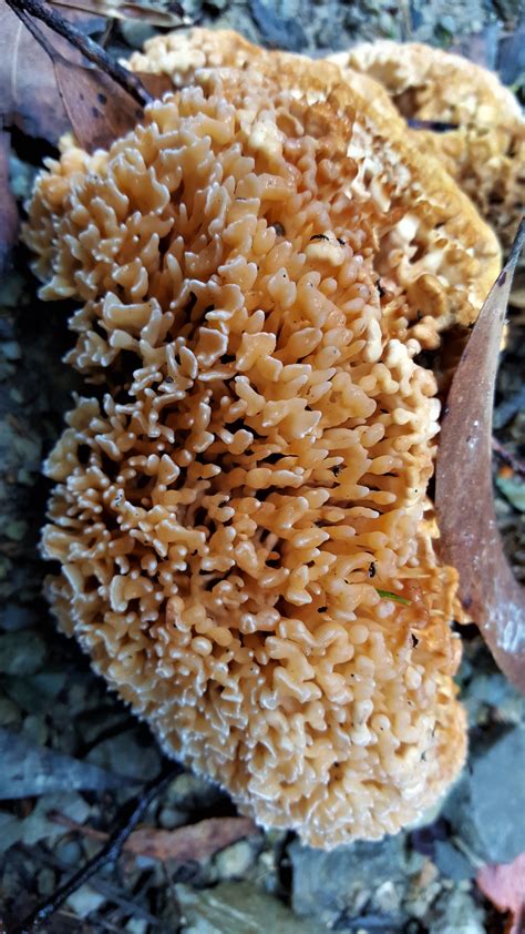Coral Fungus Tassietravels