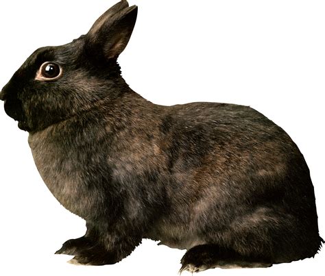 Download Black Rabbit Png Image For Free