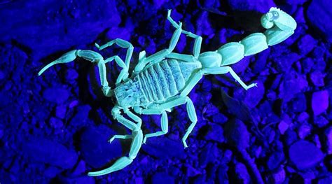 In 1998, the journal of the american medical association reported that even low amounts of sunlight can increase the risk of developing eye damage such as cataracts (which, left untreated, will cause blindness), pterygium and pinguecula. Why Do Scorpions Glow? | EntoBlog