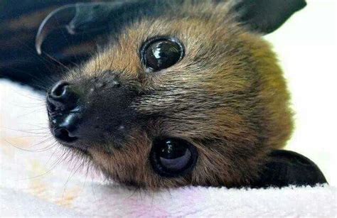 What A Beauty Cute Baby Animals Cute Bat Baby Bats
