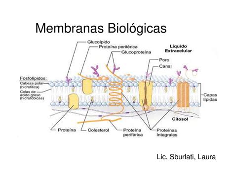 Membranas Biológicas Membranas Biológicas Lic Sburlati Laura