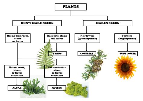 Plant Classification Chartpdf Plant Classification Classifying