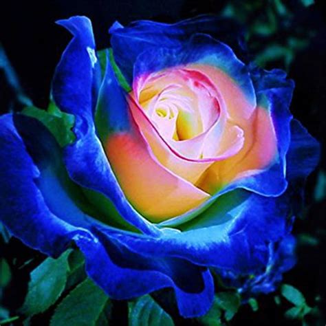 Garden X 5 Rare Blue Rose With Rainbow Seeds Flower
