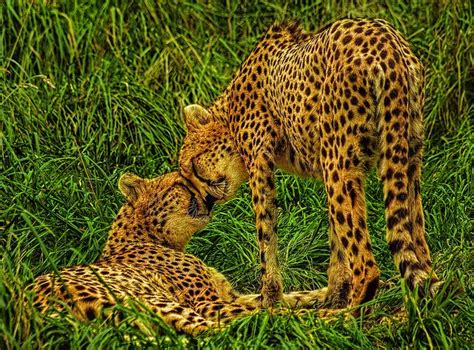 Cheetah Kiss Ldr Cheetahs Animals Creative Photography