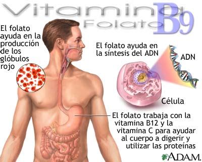 Beneficios De La Vitamina B Medlineplus Enciclopedia M Dica Illustraci
