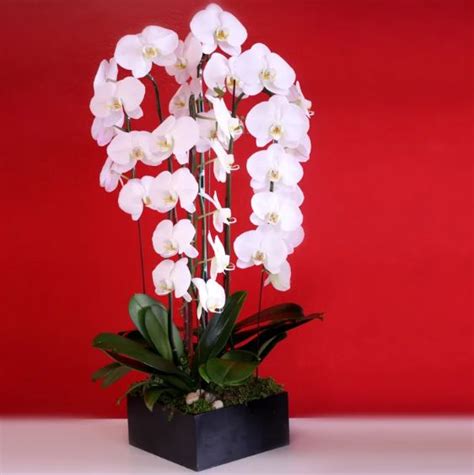 Cascading White Orchids Flower Delivery Orchids Same Day Flower
