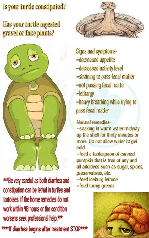 What To Feed Your Tortoise To Keep Them Healthy Tortoises Turtle