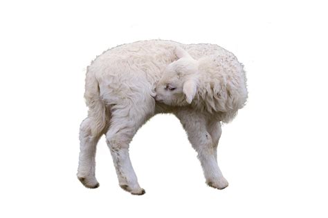 Download Sheep Lamb Isolated Royalty Free Stock Illustration Image