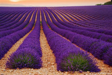 Imickeyd Lavender Field By Tomáš Vocelka Lavender Seeds Lavender