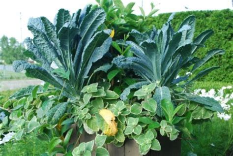 How and when to plant kale. The 35 Easiest Container and Pot Friendly Fruits ...