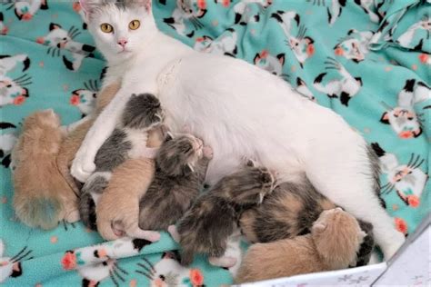 Very Pregnant Cat Rescued From Streets Not Only With New Babies On
