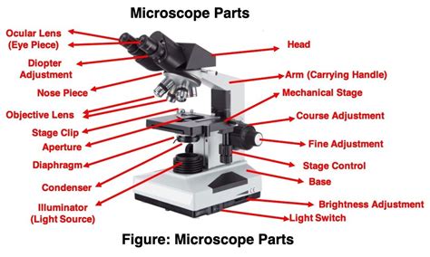 Microscope Microscope Parts Labeled Diagram And Functions