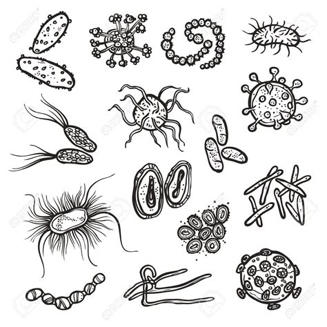 Bacteria Drawing At Explore Collection Of Bacteria