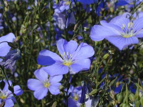 Linum Lewisii Var Lewisii